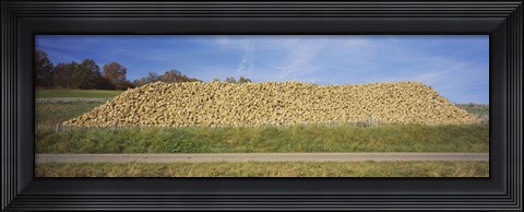 Framed Heap Of Sugar Beets In A Field, Stuttgart, Baden-Wurttemberg, Germany Print