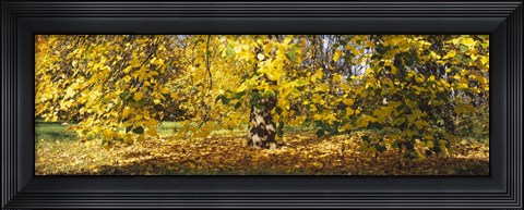 Framed Trees in autumn, Stuttgart, Baden-Wurttemberg, Germany Print