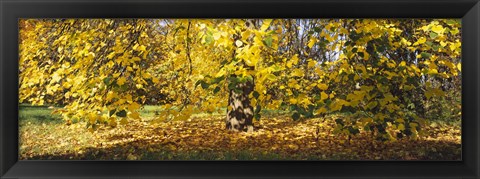 Framed Trees in autumn, Stuttgart, Baden-Wurttemberg, Germany Print