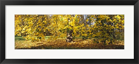 Framed Trees in autumn, Stuttgart, Baden-Wurttemberg, Germany Print