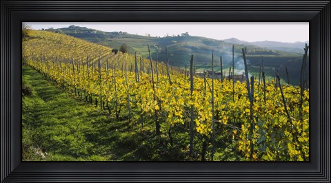 Framed Panoramic view of vineyards, Peidmont, Italy Print