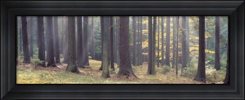 Framed Trees in the forest, South Bohemia, Czech Republic Print