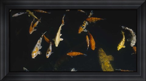 Framed Close-up of a school of fish in an aquarium, Japanese Koi Fish, Capitol Aquarium, Sacramento, California, USA Print