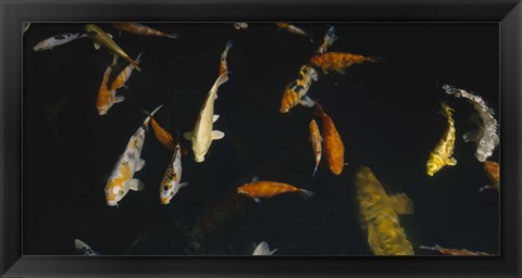 Framed Close-up of a school of fish in an aquarium, Japanese Koi Fish, Capitol Aquarium, Sacramento, California, USA Print