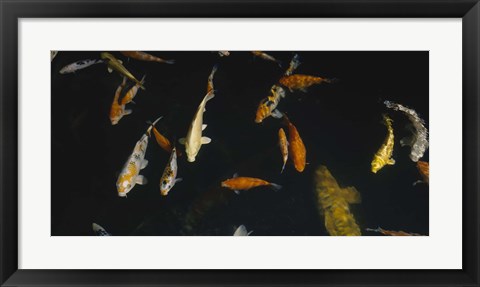 Framed Close-up of a school of fish in an aquarium, Japanese Koi Fish, Capitol Aquarium, Sacramento, California, USA Print