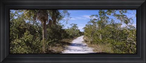 Framed Dirt road passing through a forest, Indigo Trail, J.N. Ding Darling National Wildlife Refuge, Sanibel Island, Florida, USA Print
