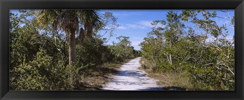 Framed Dirt road passing through a forest, Indigo Trail, J.N. Ding Darling National Wildlife Refuge, Sanibel Island, Florida, USA Print