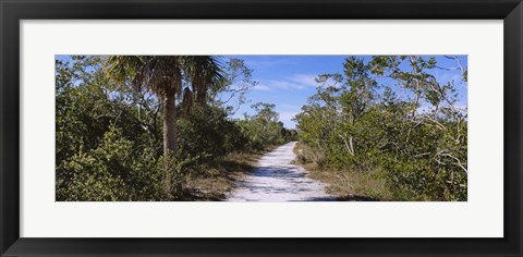 Framed Dirt road passing through a forest, Indigo Trail, J.N. Ding Darling National Wildlife Refuge, Sanibel Island, Florida, USA Print