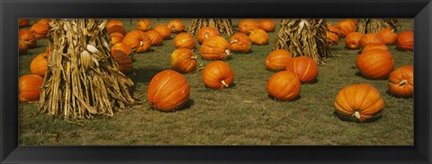 Framed Corn plants with pumpkins in a field, South Dakota, USA Print