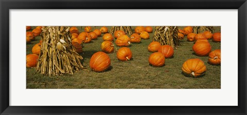 Framed Corn plants with pumpkins in a field, South Dakota, USA Print