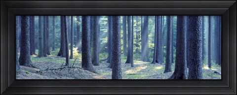 Framed Trees in a forest, South Bohemia, Czech Republic Print