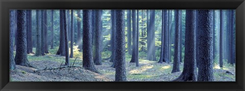 Framed Trees in a forest, South Bohemia, Czech Republic Print