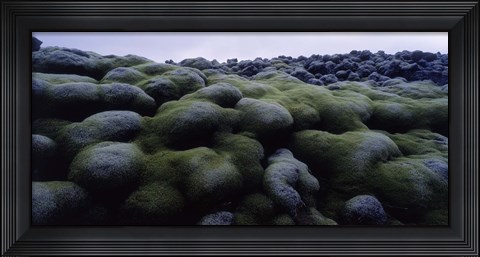 Framed Close-up of moss on rocks, Iceland Print