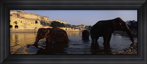 Framed Three elephants in the river, Amber Fort, Jaipur, Rajasthan, India Print