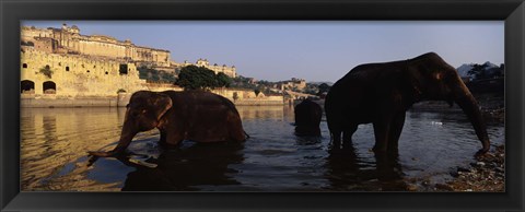 Framed Three elephants in the river, Amber Fort, Jaipur, Rajasthan, India Print