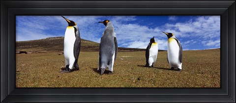 Framed Four King penguins standing on a landscape, Falkland Islands (Aptenodytes patagonicus) Print