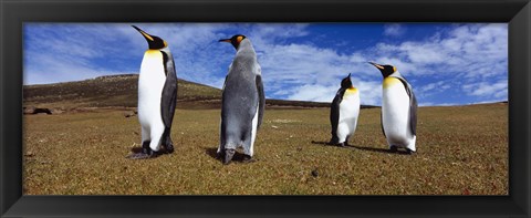 Framed Four King penguins standing on a landscape, Falkland Islands (Aptenodytes patagonicus) Print