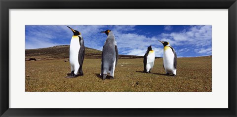 Framed Four King penguins standing on a landscape, Falkland Islands (Aptenodytes patagonicus) Print