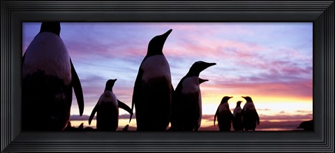 Framed Silhouette of a group of Gentoo penguins, Falkland Islands (Pygoscelis papua) Print