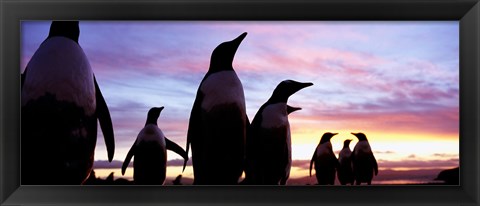 Framed Silhouette of a group of Gentoo penguins, Falkland Islands (Pygoscelis papua) Print