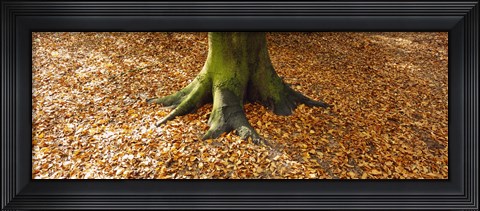 Framed Low section view of a tree trunk, Berlin, Germany Print