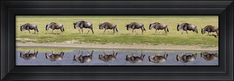 Framed Herd of wildebeests walking in a row along a river, Ngorongoro Crater, Ngorongoro Conservation Area, Tanzania Print