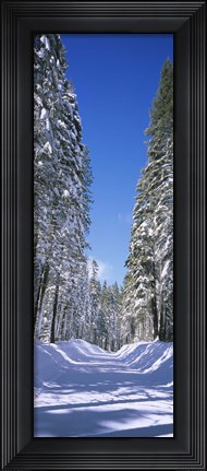 Framed Trees on both sides of a snow covered road, Crane Flat, Yosemite National Park, California (vertical) Print