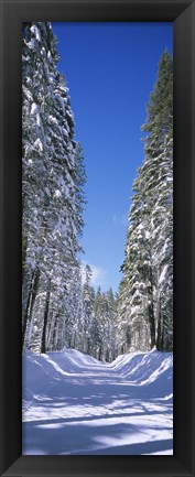 Framed Trees on both sides of a snow covered road, Crane Flat, Yosemite National Park, California (vertical) Print