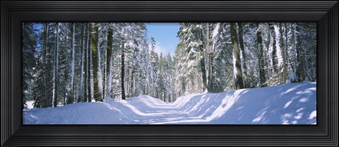 Framed Trees in a row on both sides of a snow covered road, Crane Flat, Yosemite National Park, California, USA Print