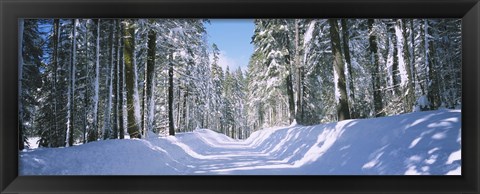 Framed Trees in a row on both sides of a snow covered road, Crane Flat, Yosemite National Park, California, USA Print