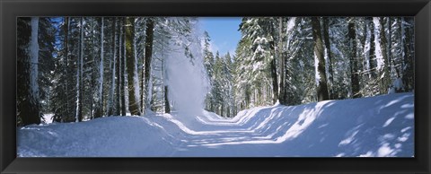 Framed Trees on both sides of a snow covered road, Crane Flat, Yosemite National Park, California (horizontal) Print