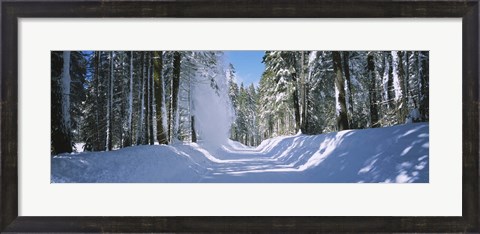 Framed Trees on both sides of a snow covered road, Crane Flat, Yosemite National Park, California (horizontal) Print