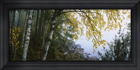 Framed Birch trees in a forest, Puumala, Finland Print
