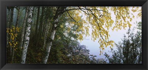 Framed Birch trees in a forest, Puumala, Finland Print