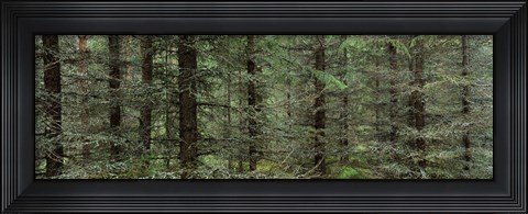 Framed Trees in a forest, Spruce Forest, Joutseno, Finland Print