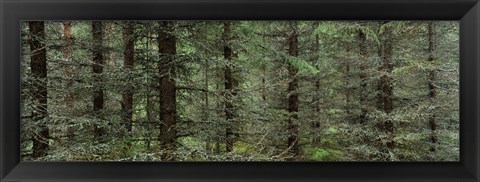 Framed Trees in a forest, Spruce Forest, Joutseno, Finland Print