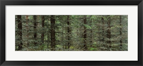 Framed Trees in a forest, Spruce Forest, Joutseno, Finland Print