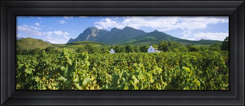 Framed Babylons Torren Wine Estates, Paarl, Western Cape, Cape Town, South Africa Print