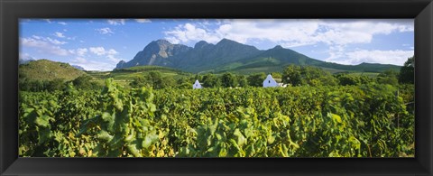 Framed Babylons Torren Wine Estates, Paarl, Western Cape, Cape Town, South Africa Print