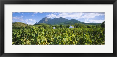 Framed Babylons Torren Wine Estates, Paarl, Western Cape, Cape Town, South Africa Print