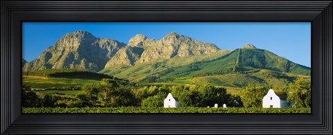 Framed Vineyard in front of mountains, Babylons Torren Wine Estates, Paarl, Western Cape, Cape Town, South Africa Print