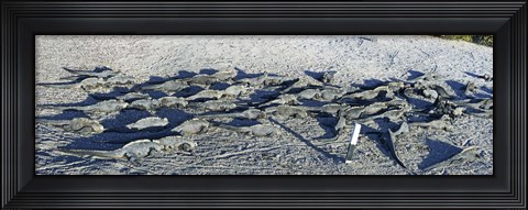 Framed Marine Iguanas on the beach, Galapagos Islands, Ecuador Print