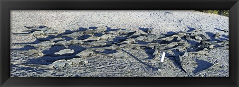 Framed Marine Iguanas on the beach, Galapagos Islands, Ecuador Print