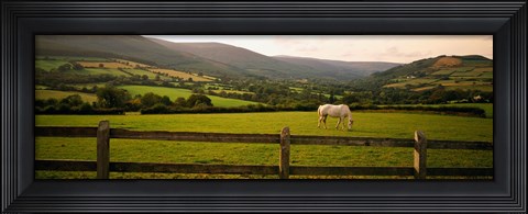 Framed Horse in a field, Enniskerry, County Wicklow, Republic Of Ireland Print