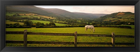 Framed Horse in a field, Enniskerry, County Wicklow, Republic Of Ireland Print