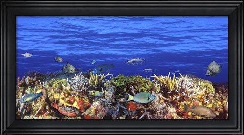 Framed Fish swimming near a Coral Reef Print