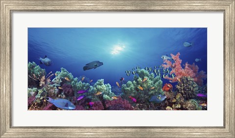 Framed School of fish swimming near a reef, Indo-Pacific Ocean Print