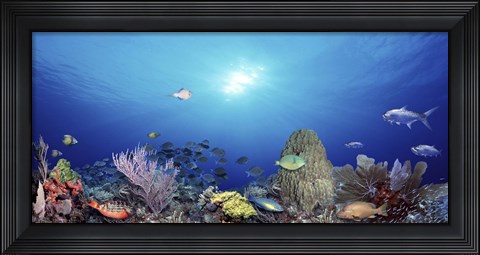 Framed School of fish swimming in the sea Print