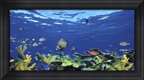 Framed School of fish swimming in the sea, Digital Composite Print
