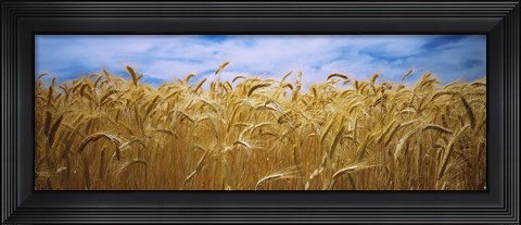 Framed Wheat crop growing in a field, Palouse Country, Washington State Print